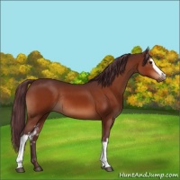 Horse Color:White Spotted Chocolate Bay Rabicano
