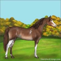 Horse Color:White Spotted Liver Chestnut Rabicano 