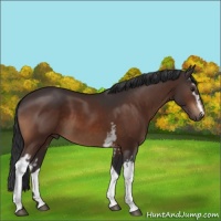 Horse Color:White Spotted Bay 