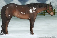 Horse Color:White Spotted Liver Chestnut 
