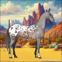 Horse Color:Bay Appaloosa 