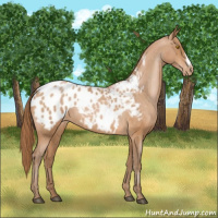 Horse Color:Bay Pearl Appaloosa 