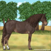 Horse Color:Liver Red Roan 