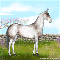 Horse Color:White Spotted Bay 