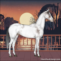 Horse Color:White Spotted Bay Appaloosa 
