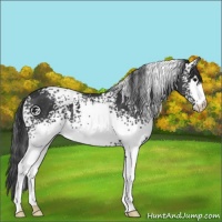 Horse Color:White Spotted Black
