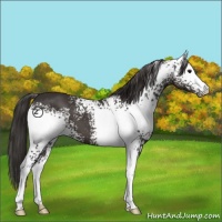 Horse Color:White Spotted Smoky Black