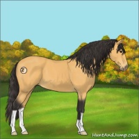 Horse Color:Buckskin 