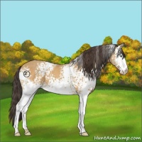 Horse Color:White Spotted Sable Cream Champagne Roan 