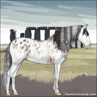 Horse Color:White Spotted Bay Splash Appaloosa Rabicano 