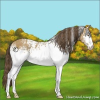 Horse Color:White Spotted Classic Cream Champagne