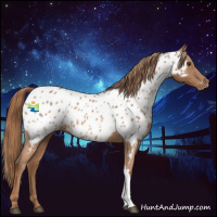 Horse Color:Chestnut Appaloosa 