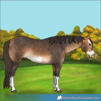 Horse Color:Buckskin Splash Frame Rabicano