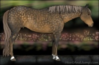 Horse Color:Chocolate Palomino 
