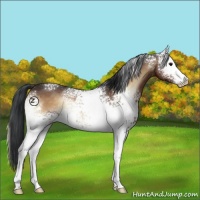 Horse Color:White Spotted Brown Onyx Sabino 