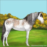 Horse Color:White Spotted Buckskin Ice Rabicano 