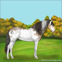 Horse Color:White Spotted Buckskin Roan Frame 