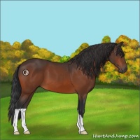 Horse Color:Brown 