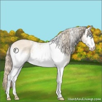 Horse Color:White Spotted Perlino 
