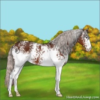 Horse Color:White Spotted Silver Brown Appaloosa 