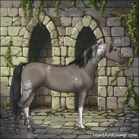 Horse Color:White Spotted Grullo 