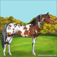 Horse Color:White Spotted Brown Blanket 