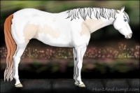 Horse Color:Sable Cream Champagne Pearl Splash Tobiano 