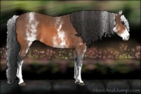 Horse Color:White Spotted Bay Sabino 