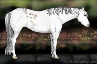 Horse Color:Brown Dun Sabino Splash 