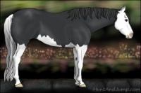 Horse Color:Black Splash