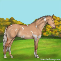 Horse Color:White Spotted Silver Brown Dun 