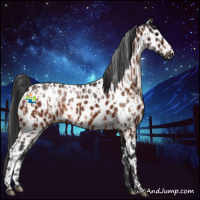 Horse Color:Bay Near Leopard  and Brown Near Leopard Rabicano 