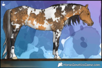 Horse Color:White Spotted Buckskin