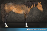 Horse Color:Buckskin 