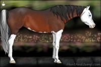 Horse Color:Brown Splash 