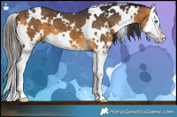 Horse Color:White Spotted Buckskin Splash 