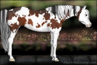 Horse Color:White Spotted Brown Splash 