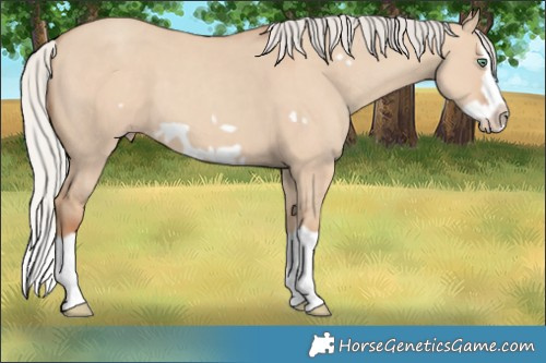 Horse Color:Silver Classic Champagne Dun Splash Frame 