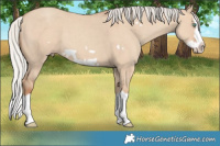 Horse Color:Silver Classic Champagne Dun Splash Frame