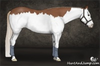 Horse Color:Chestnut Splash 