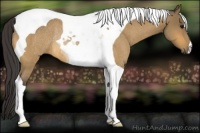 Horse Color:Buckskin Roan Tobiano Rabicano