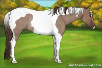 Horse Color:Liver Red Dun Roan Tobiano Rabicano