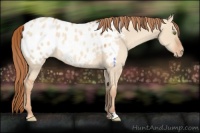 Horse Color:Gold Champagne Dun Appaloosa Rabicano