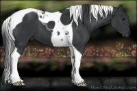 Horse Color:Black Tobiano