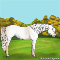 Horse Color:Gray Palomino 