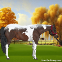 Horse Color:Brown Tobiano