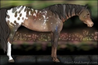 Horse Color:Liver Chestnut Appaloosa 