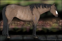 Horse Color:Brown Dun Rabicano