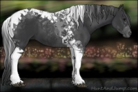 Horse Color:Black Tobiano