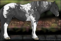 Horse Color:Black Tobiano 